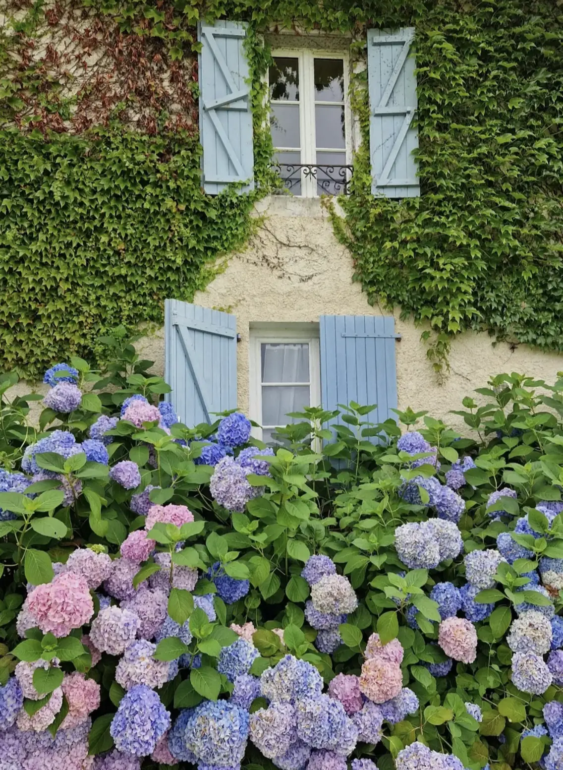 Hortensias roses et bleus devant des volets bleu-gris du domaine