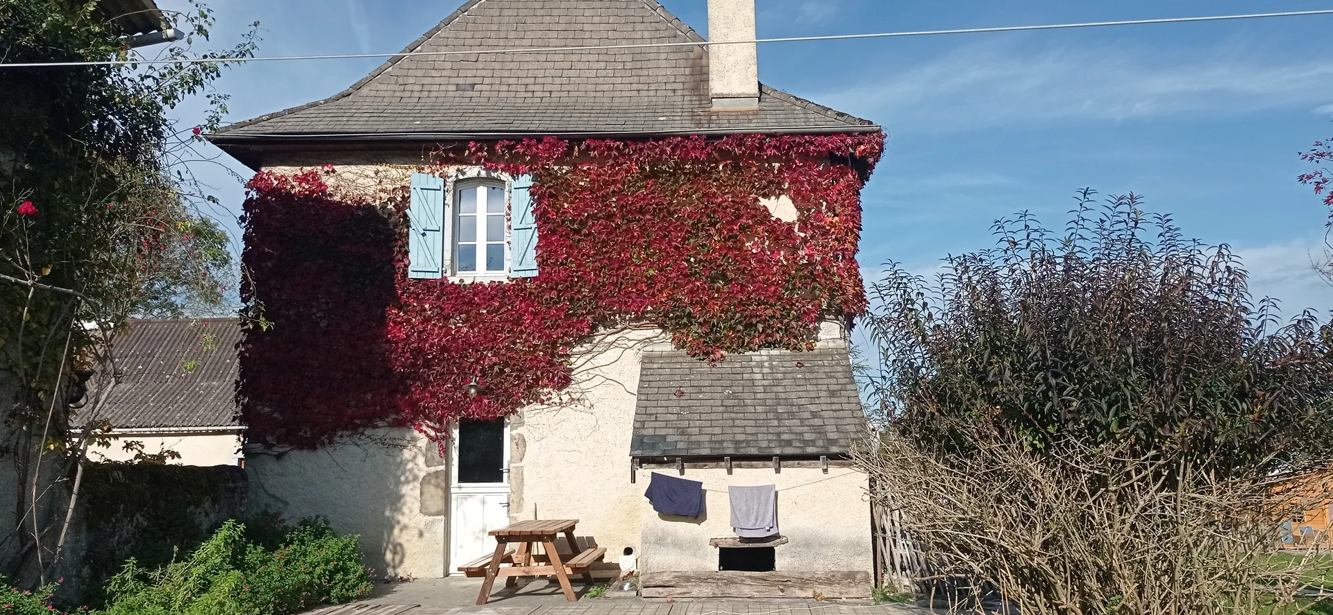 La vigne vierge rouge sur la pierre