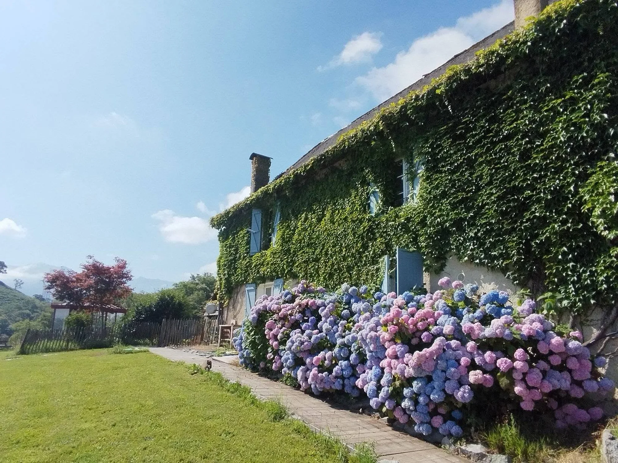 La maison béarnaise couverte de lierre, ses hortensias roses et bleus, et la montagne au fond